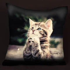 подушка - котенок просящий